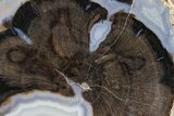 Petrified Wood (Schinoxylon) End-Cut - Blue Forest, Wyoming #362451-1